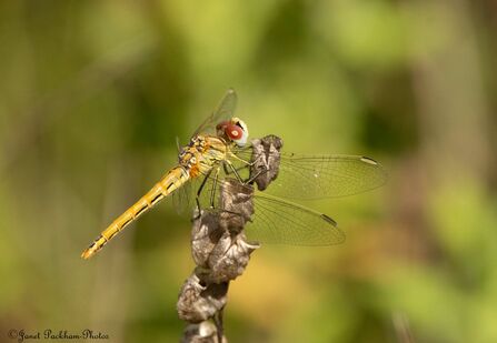 Red-veined darter resting on a plant at Middleton nature reserve Credit Janet Packham
