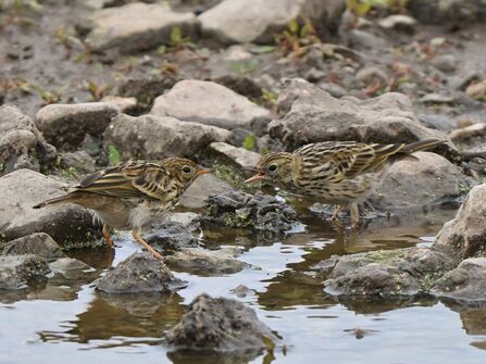 Two meadow pipits at Seaforth Credit Tom McKibbin