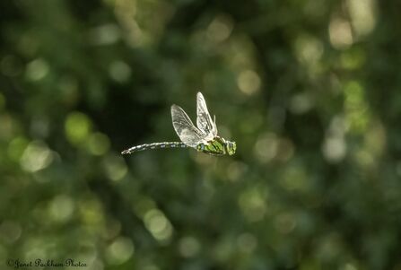 Southern Hawker in flight at Middleton nature reserve Credit Janet Packham