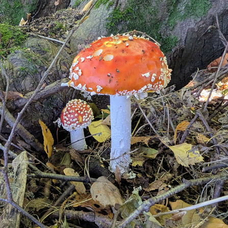 A red and white mushroom on the floor of a woodland Credit Mark Lazenby 