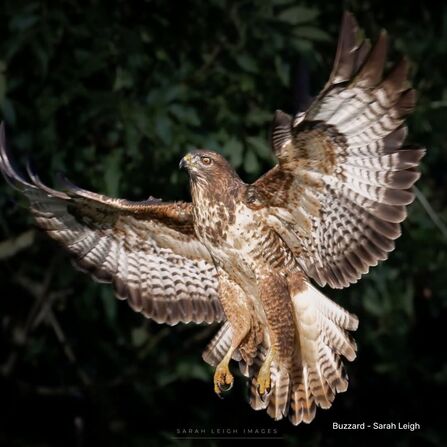 Buzzard at Brockholes Credit Sarah Leigh