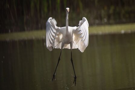 Great White Egret at Brockholes 2026 Credit Amanda Aiton