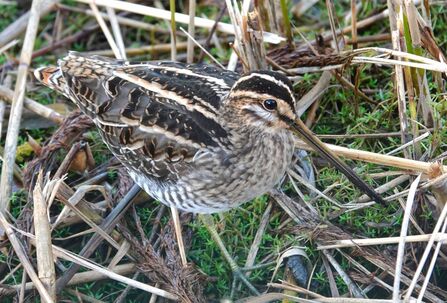 Common Snipe at Lunt Meadows Credit Diane and Nigel Taylor