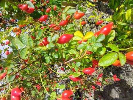 Red hips growing on a large rose plant