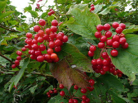 A close up of a guelder rose bursting with red berries