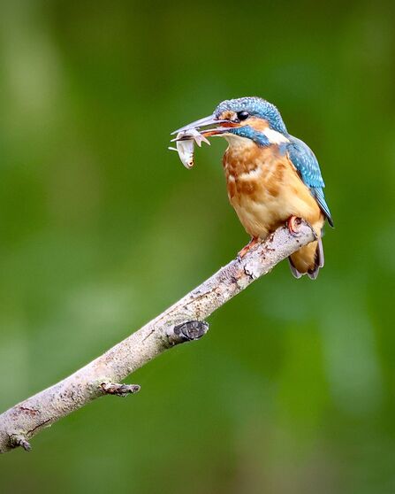 A kingfisher perched on a branch with a small fish in its mouth