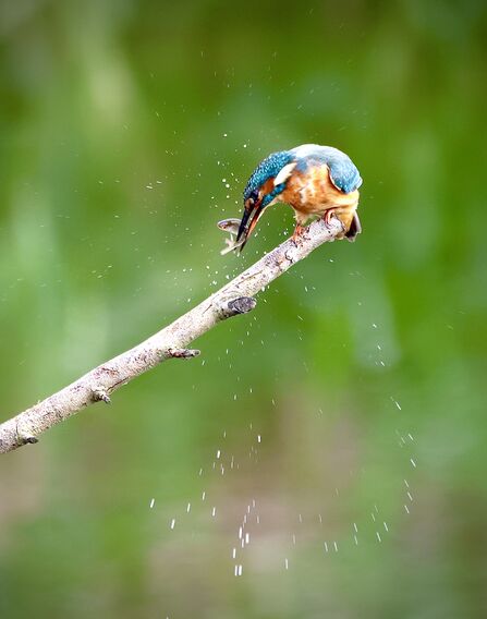A kingfisher perched on a branch with a small fish in its mouth, shaking the fish and splashing water droplets everywhere