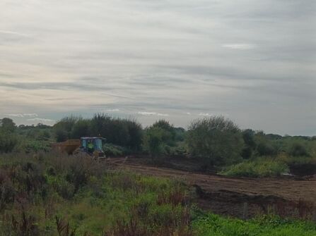Yellow digger surrounded by green foliage
