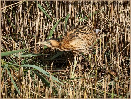 Bittern in the reedbeds at Lunt Meadows 2026 Credit Bob Hurrell