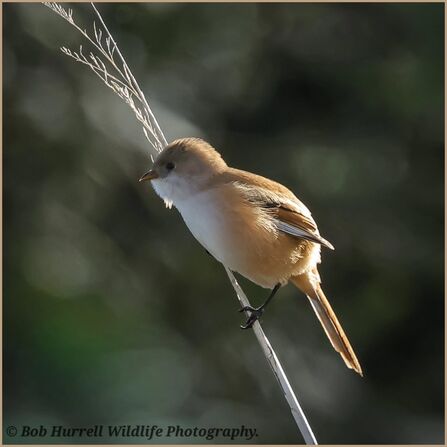Bearded tit Credit Bob Hurrell