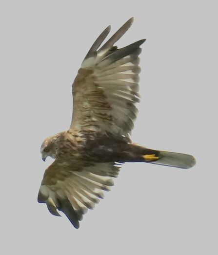 Marsh harrier at Lunt Meadows Credit Kevin Hall