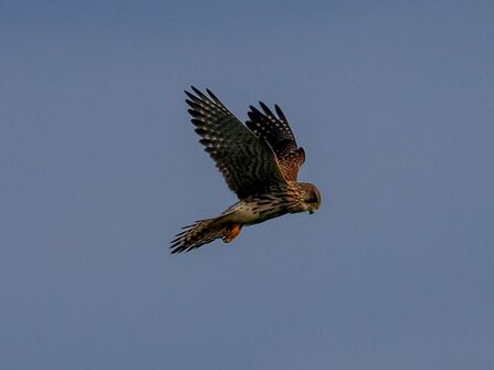 Kestrel hovering in the sky over Lunt Meadows Credit Nathan Wilde