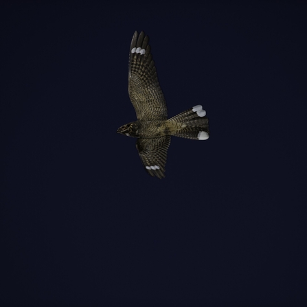 Male nightjar flying at night, displaying the white markings on its wings and tail