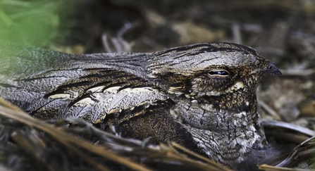 Nightjar brooding chicks, well camouflaged against the ground