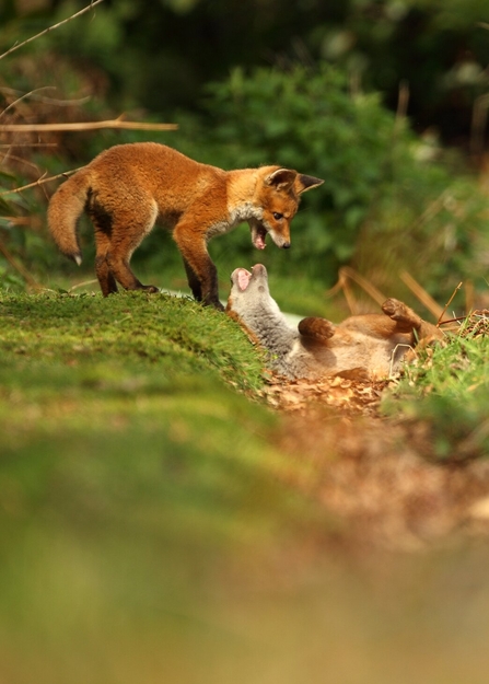 A pair of fox cubs playfighting with each other