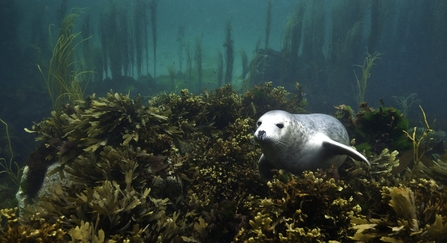 A grey seal pup swimming through a seaweed bed