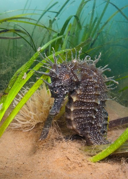 A spiny seahorse sheltering in a patch of seagrass
