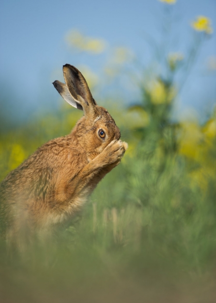 Brown hare grooming in a field of yellow flowers