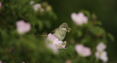 A whitethroat sitting in a dog-rose bush with a moth in its beak