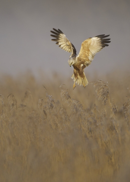 A marsh harrier lowering its legs and raising its wings as it comes in to land in a reedbed