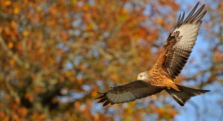 A red kite flying against a backdrop of autumn trees