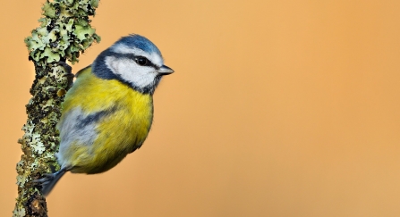 A blue tit perched on a lichen-covered twig