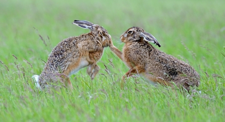 Two hares boxing in a field during spring