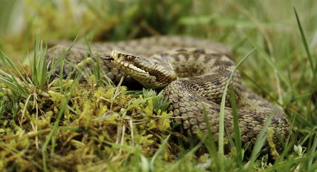 A brown-toned female adder basking amongst grass and moss