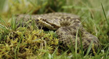What Do We Mean By disturbing Wildlife The Wildlife Trust For what-do-we-mean-by-disturbing-wildlife-the-wildlife-trust-for