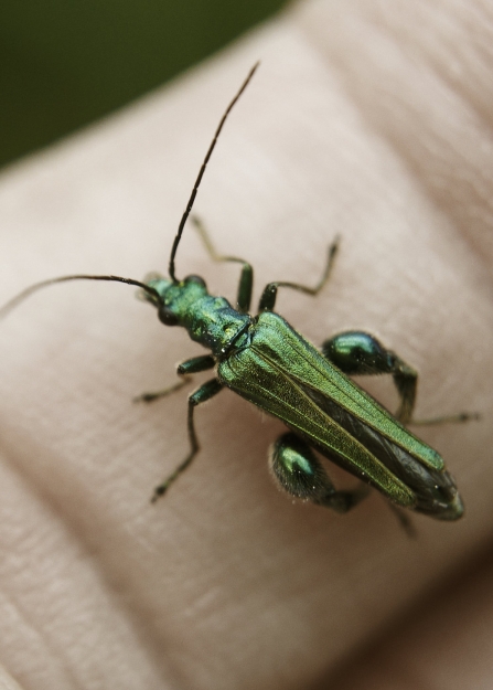 A thick-legged flower beetle sitting on someone's finger