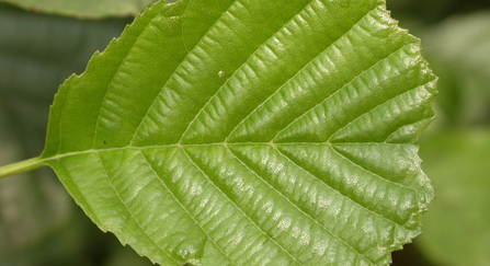 Green alder leaf