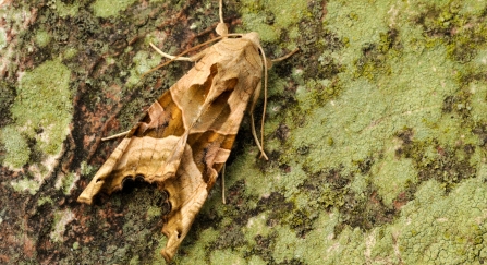 An angle shades moth resting on a mossy tree trunk