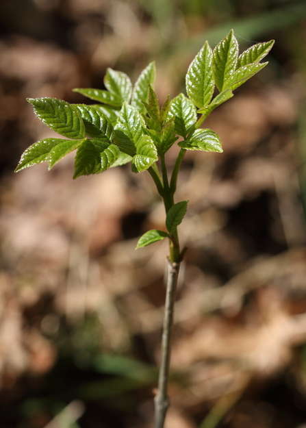 Green ash leaves