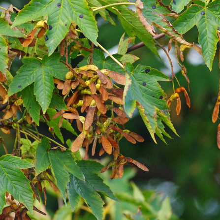 Green sycamore leaves and brown sycamore keys