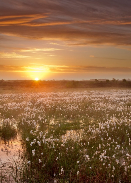 A healthy bog rich with cottongrass at sunset