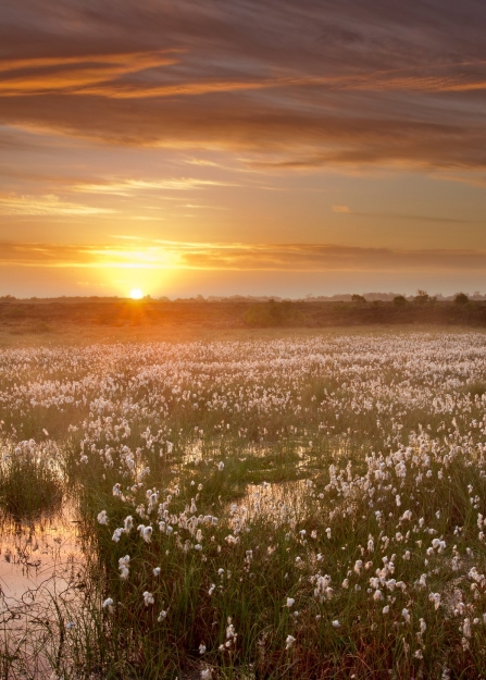A healthy bog rich with cottongrass at sunset