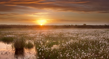 The sun rising over a healthy peat bog landscape in Ireland