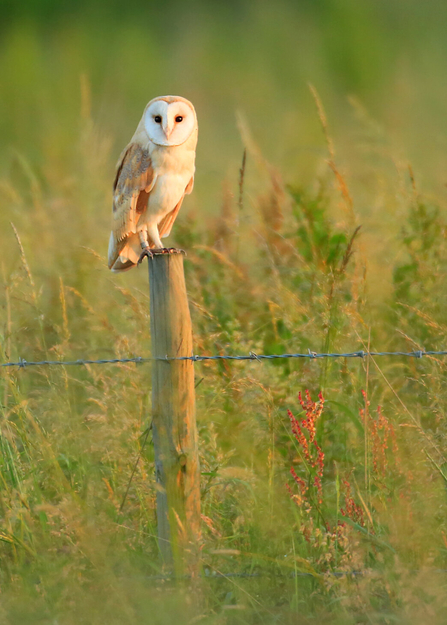 A barn owl perched on a fence post in the middle of a lush field