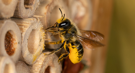 A leafcutter bee covered in pollen flying into a bamboo stick in a bee hotel