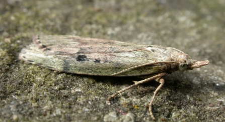 A bee moth resting on stone