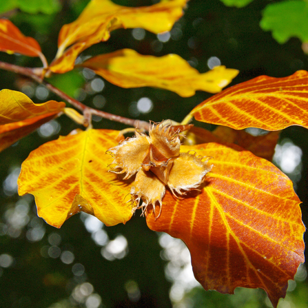 Brown and yellow beech leaves and a brown beechmast