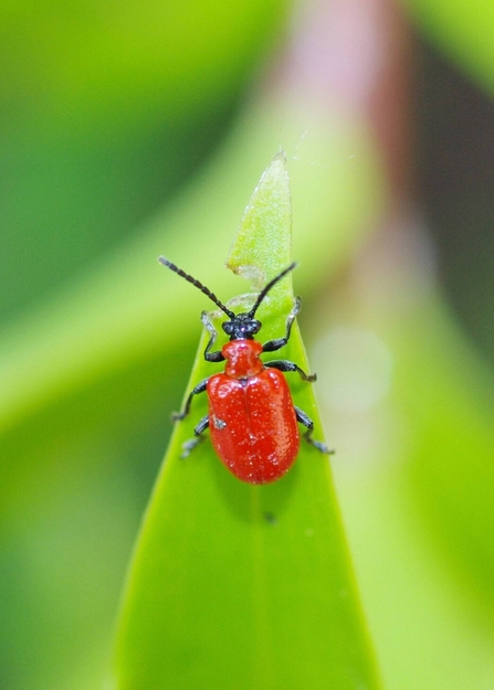 Close-up of a lily beetle clinging to the leaf of a plant