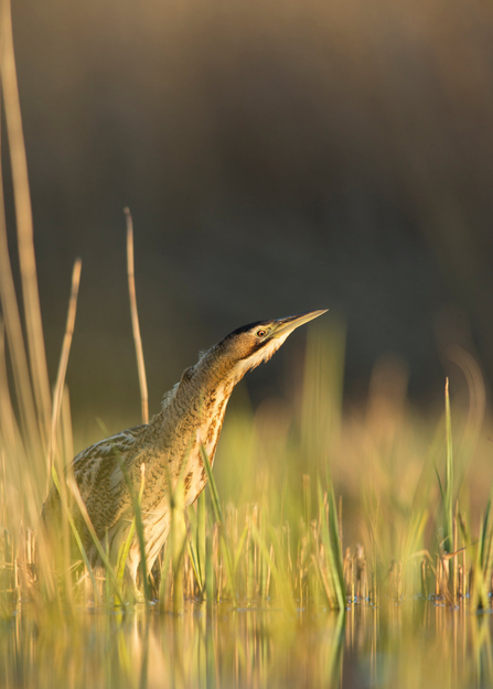 A bittern in reeds and grasses at the side of a pool