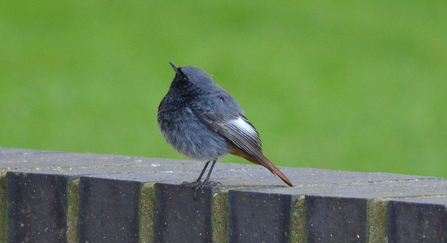 A black redstart standing on a grey fence, with grass in the background