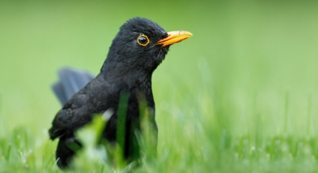 A male blackbird standing in green grass