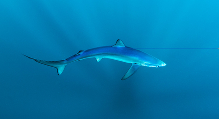 A blue shark swimming in deep sea as shafts of light penetrates the water around it
