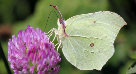 A brimstone butterfly feeding from red clover