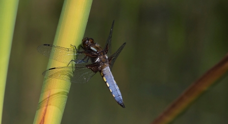 A male broad-bodied chaser dragonfly with a chunky blue abdomen which is lined with yellow dashes