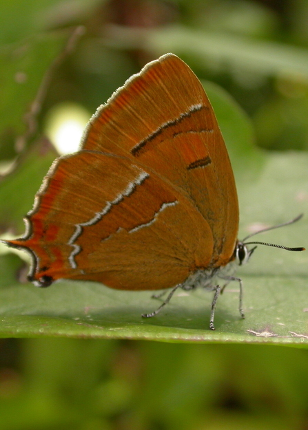 A brown hairstreak butterfly standing on a leaf with its wings closed, displaying its white markings