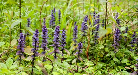 A group of beautiful purple bugle flowers which are great for butterflies